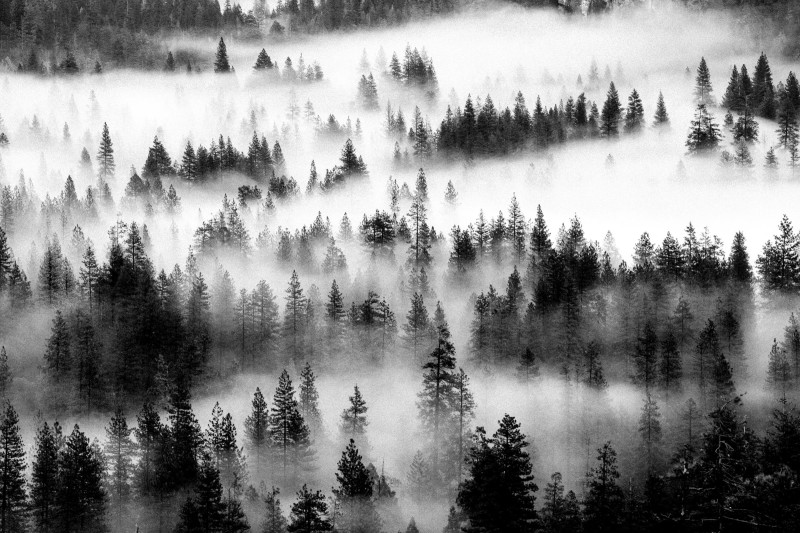 A photo of trees sticking through fog in yosemite