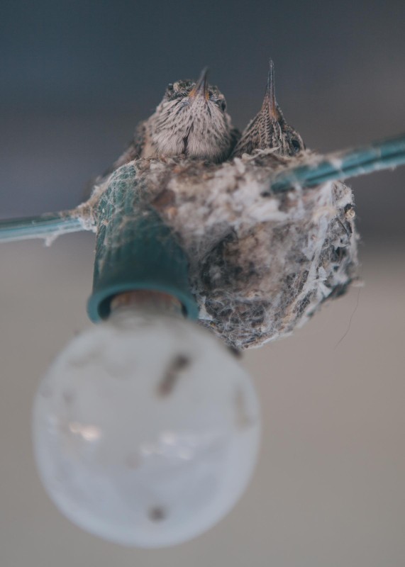 A photo of hummingbirds in a nest.
