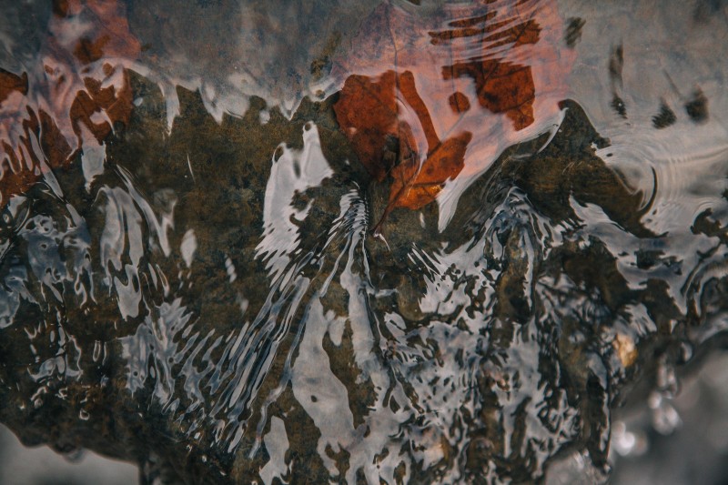 Picture of water running over leaves